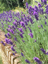 English Lavender | Hidcote