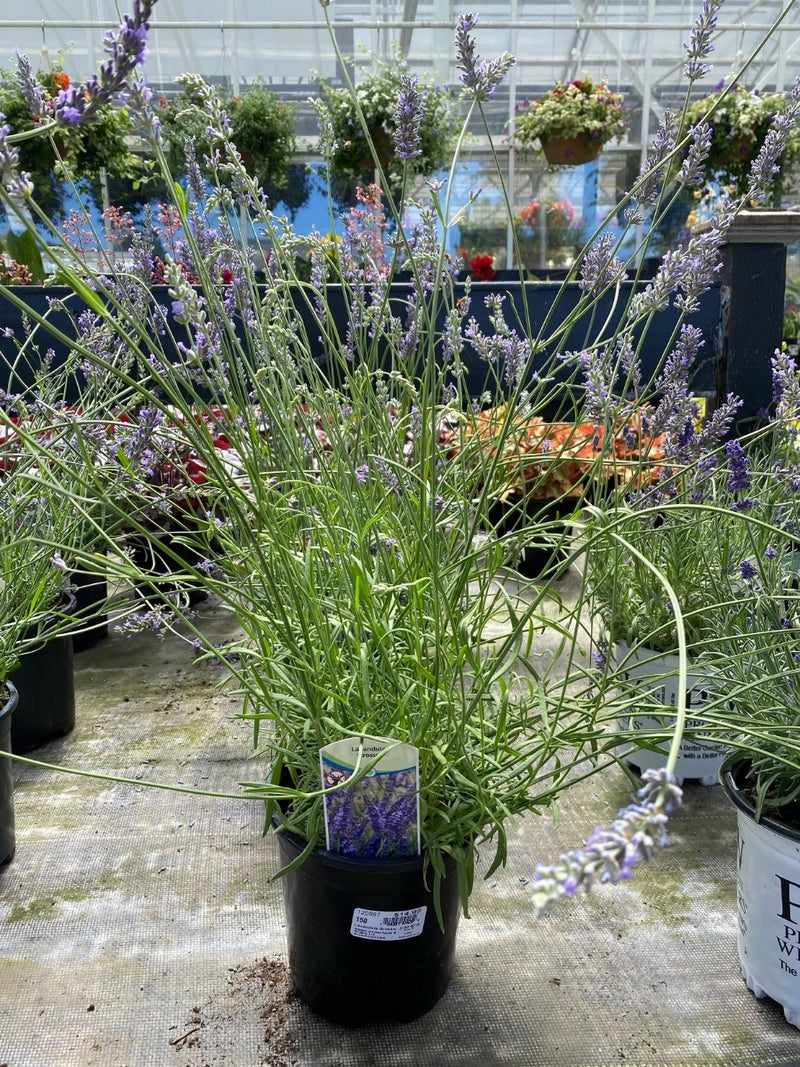 French Lavender | Grosso