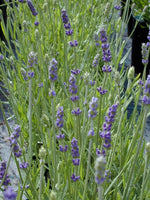 French Lavender | Grosso