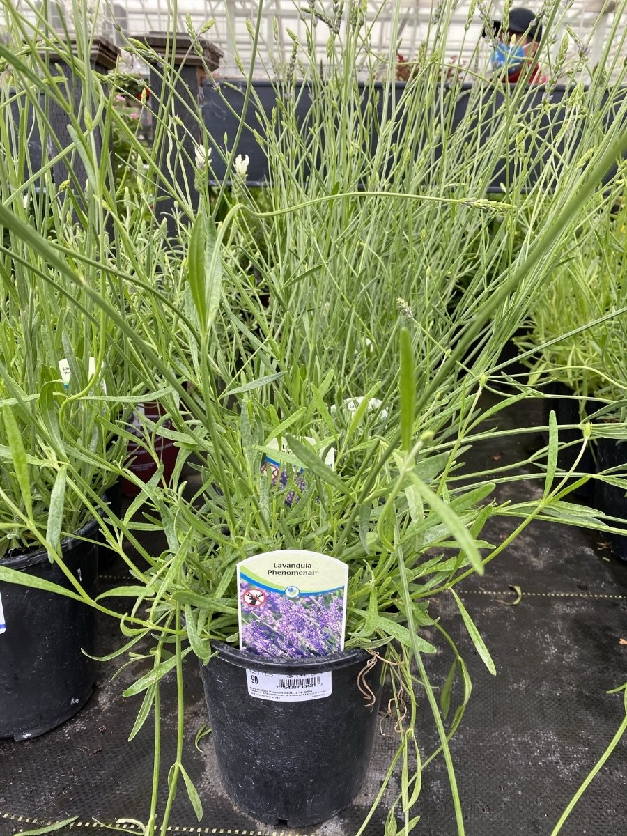 Watson's Greenhouse 