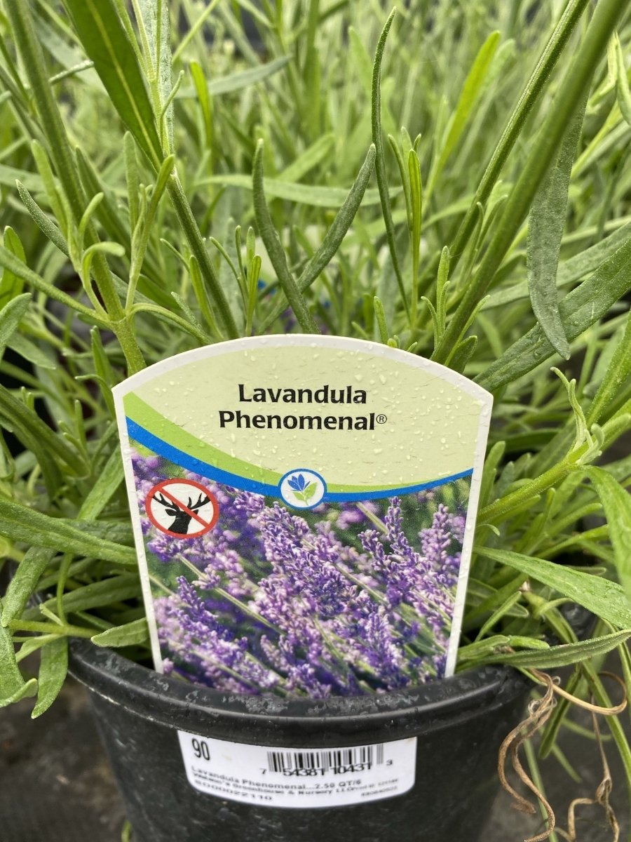 buy phenomenal lavender plants Lavandula Int Phenomenal