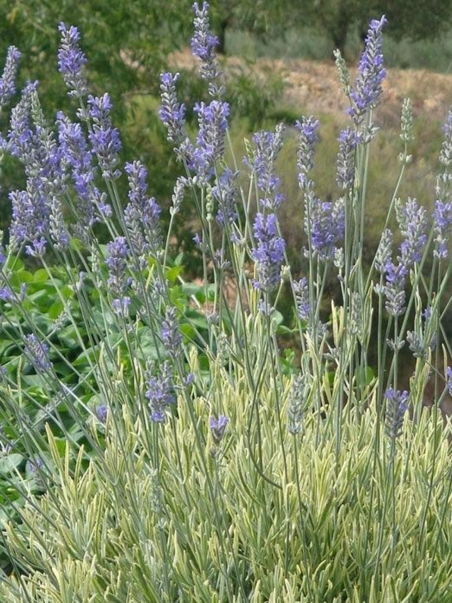Watson's Greenhouse 