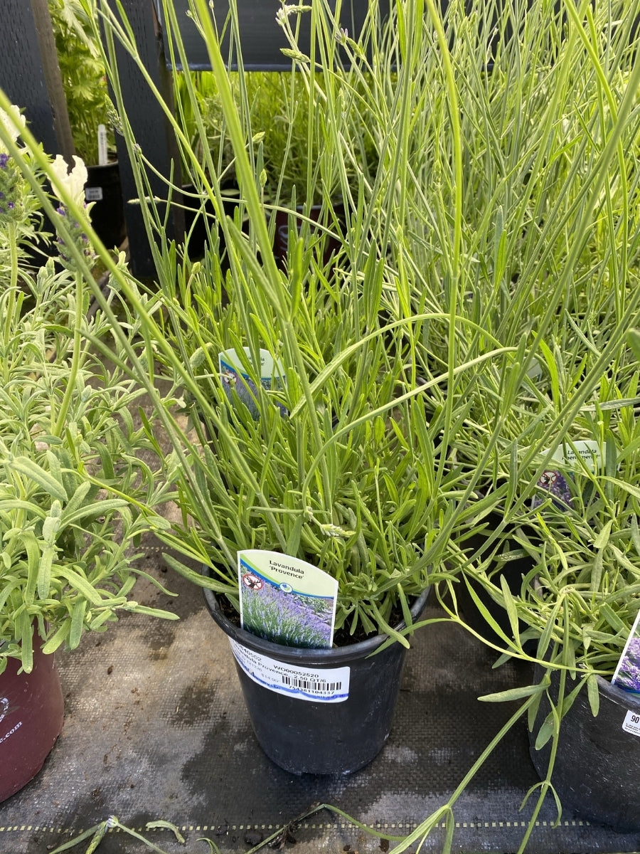 Watson's Greenhouse 