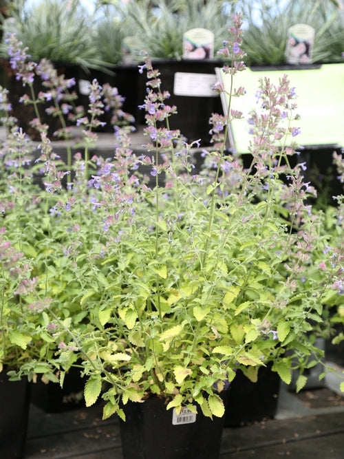 Nepeta Walkers Low Catmint 1G