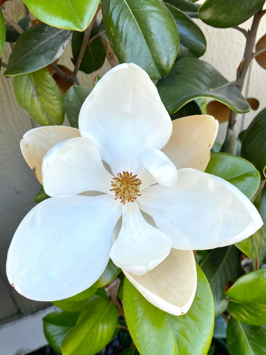 Magnolia Southern 'Teddy Bear' 7G
