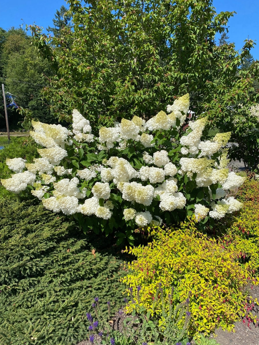 Hydrangea Panicle | Vanilla Strawberry