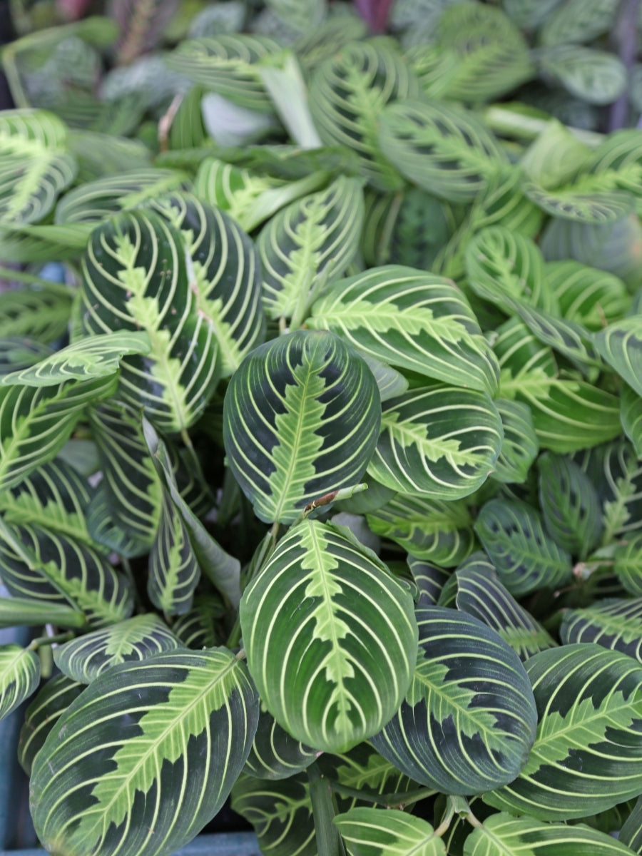 Maranta Prayer Plant 'Lemon Lime' 6"