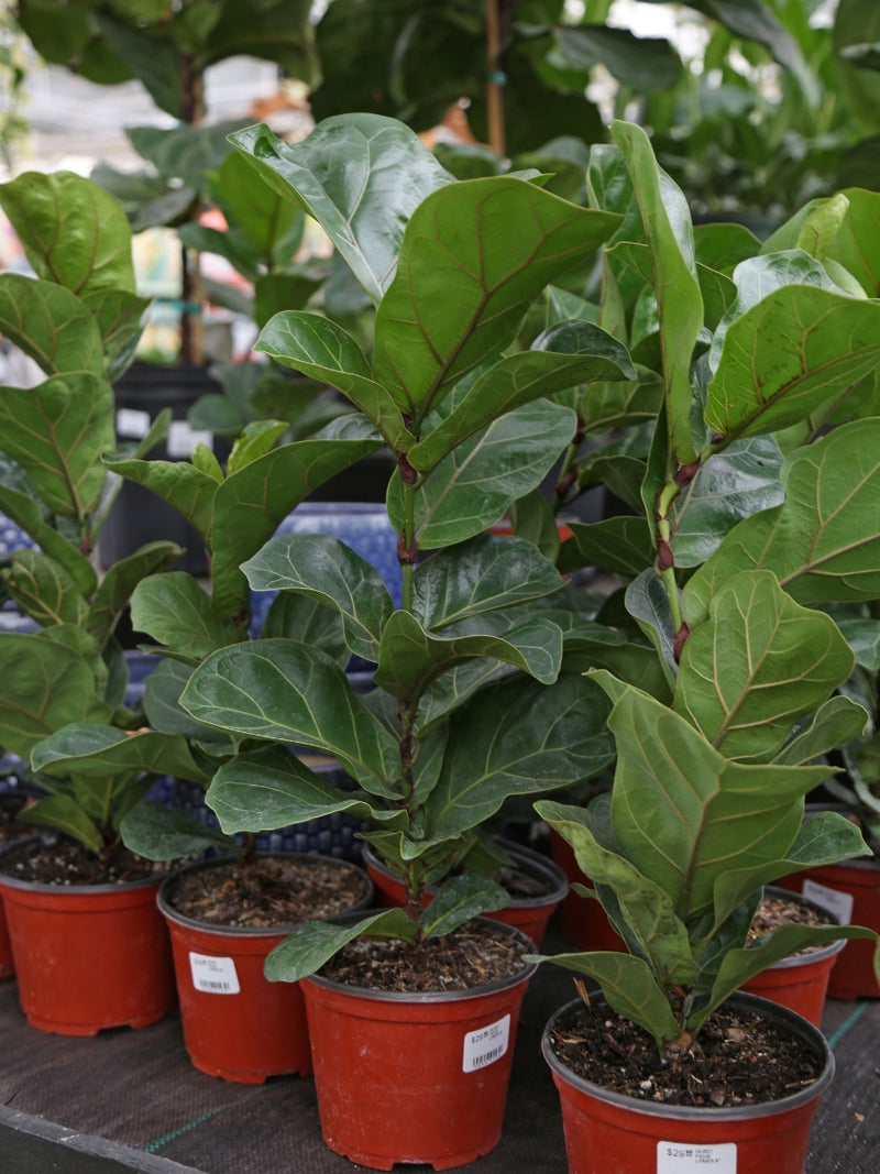 Ficus Lyrata ‘Fiddle Leaf Fig’ 6"