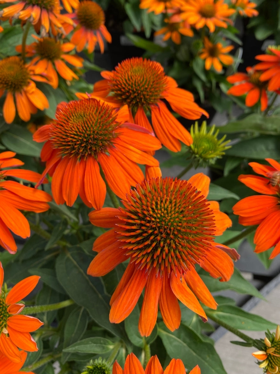 Echinacea Sombrero® Adobe Orange 1G