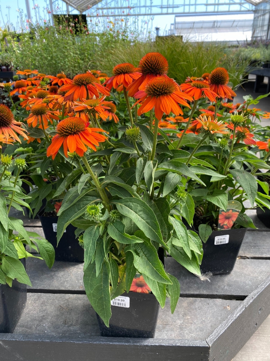 Echinacea Sombrero® Adobe Orange 1G