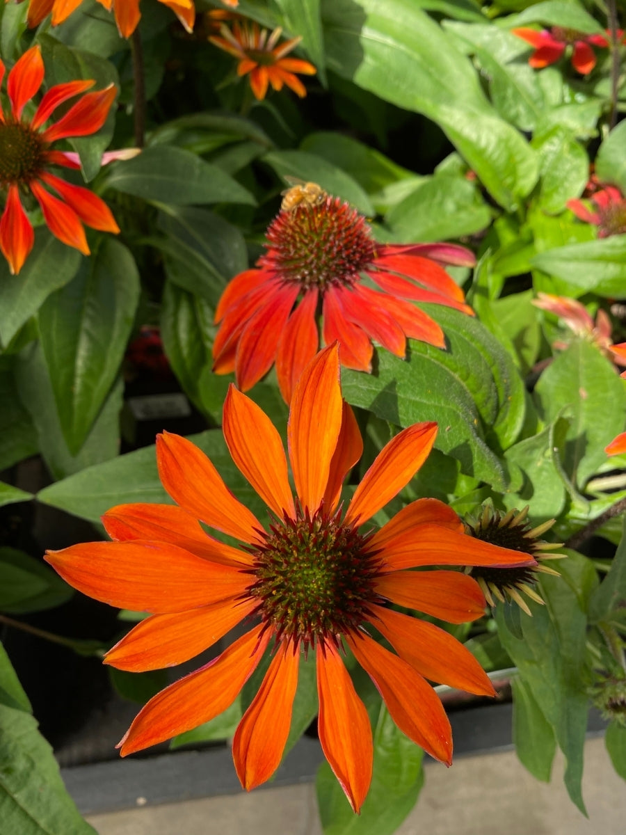 Echinacea Sombrero® 'Sangrita'