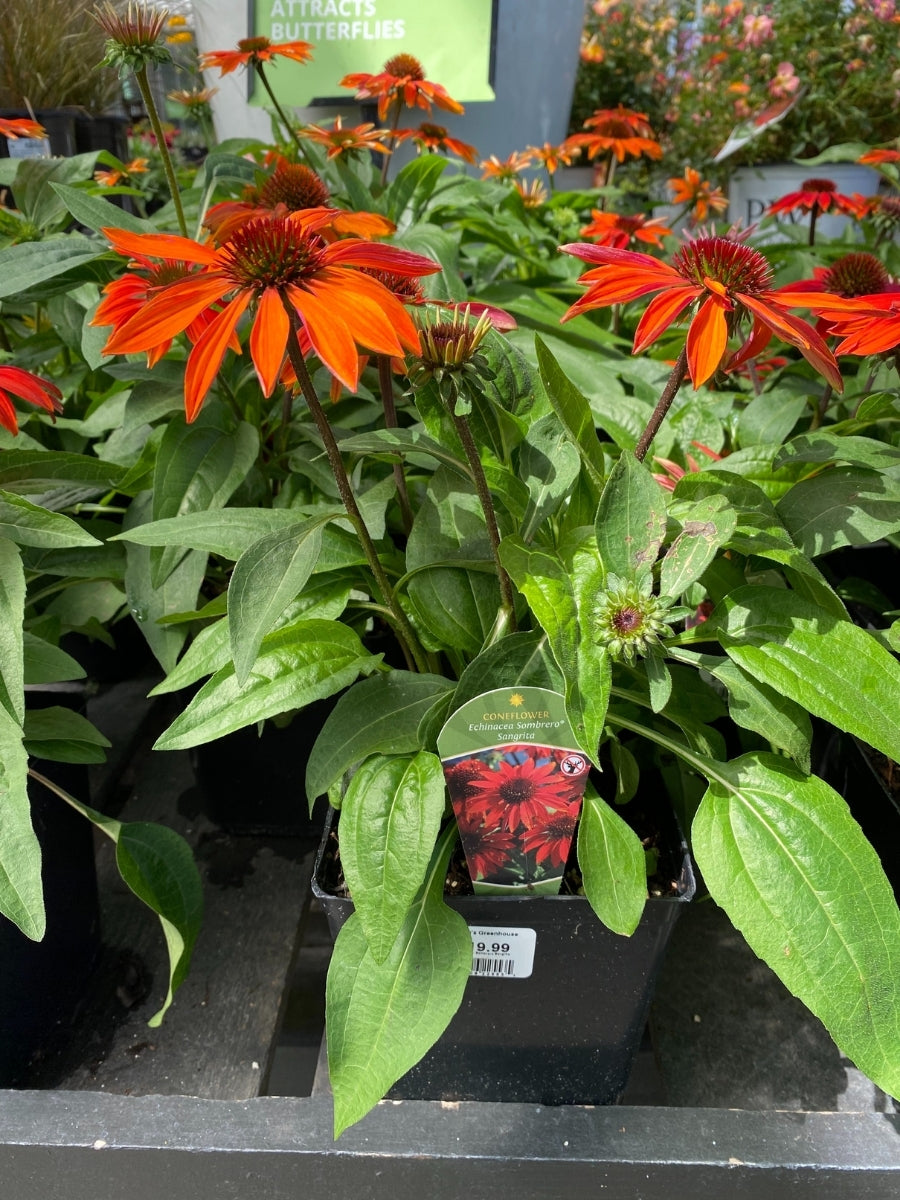 Echinacea Sombrero® 'Sangrita'
