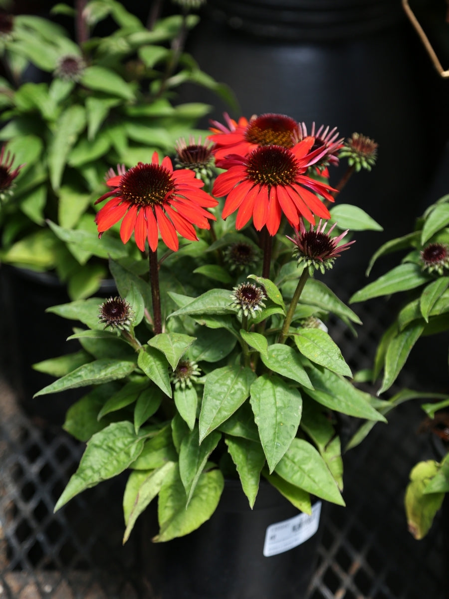 Echinacea Sombrero® 'Sangrita'