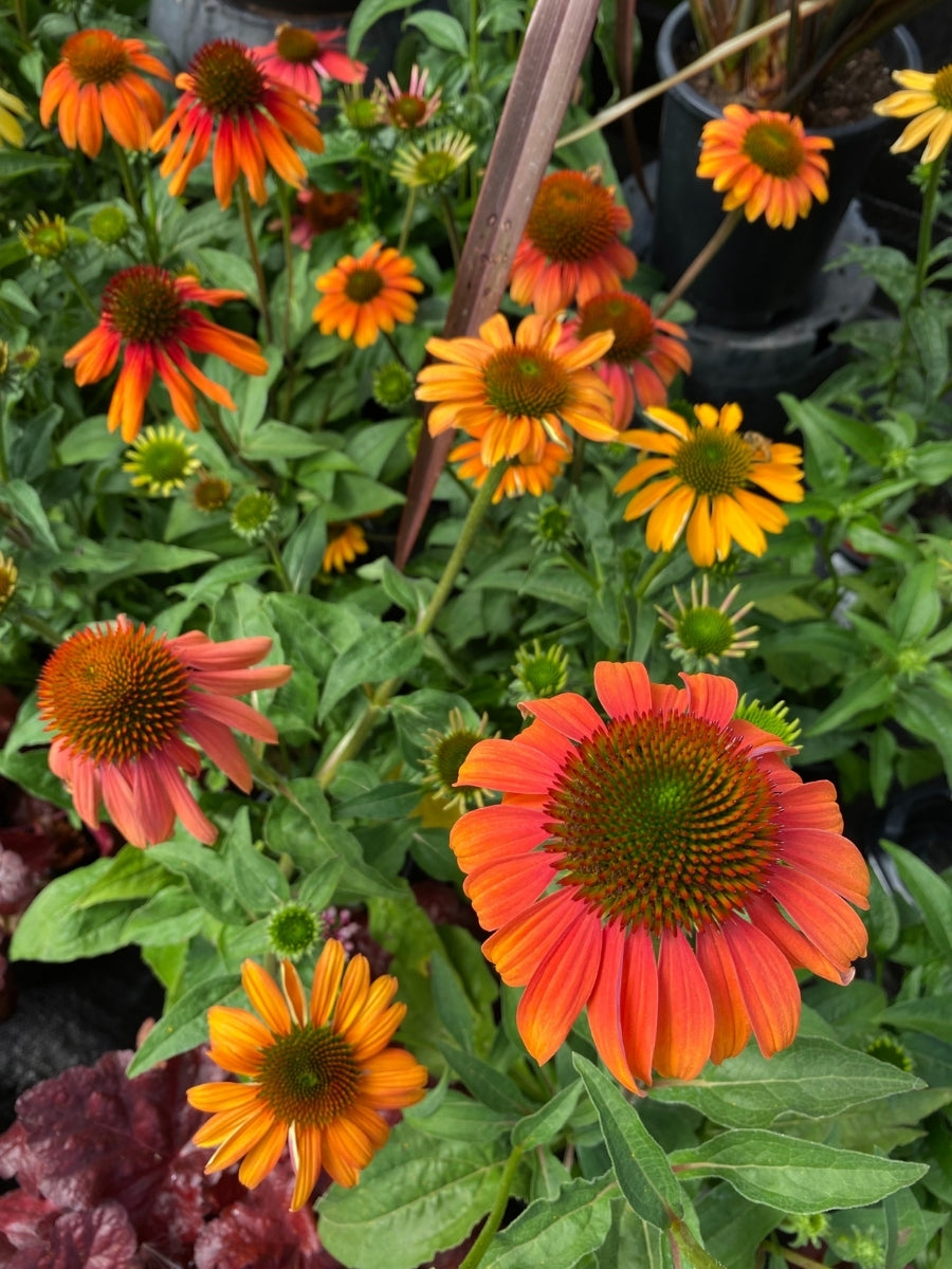 Echinacea 'Cheyenne Spirit' 1G