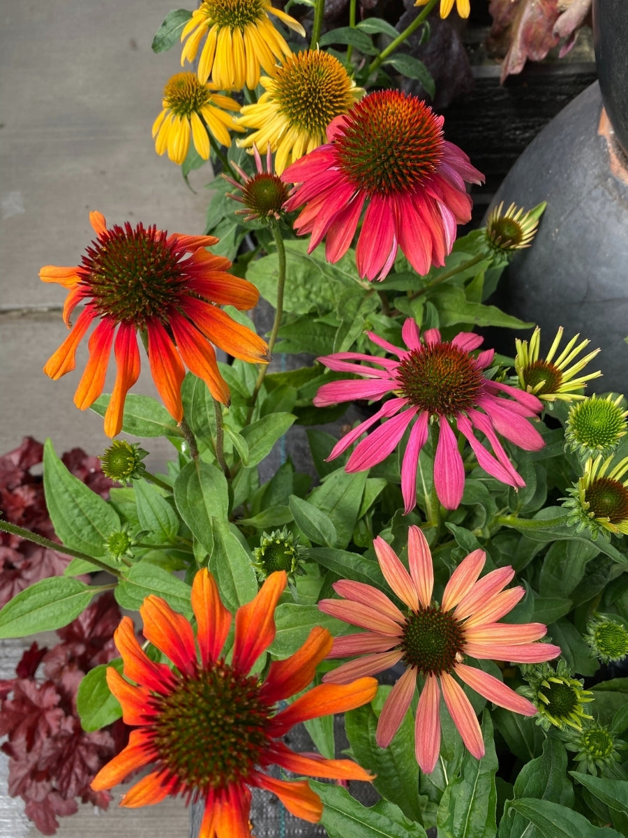 Echinacea 'Cheyenne Spirit' 4''