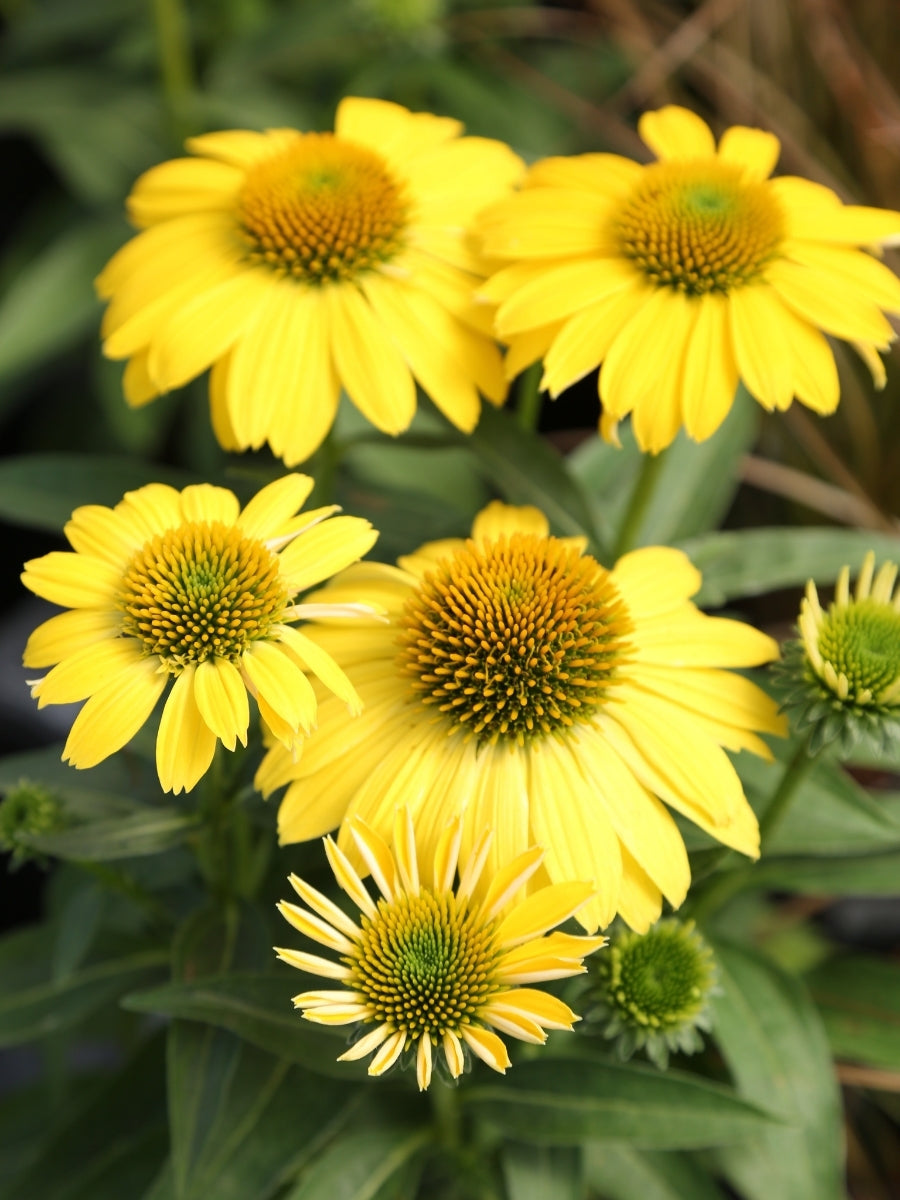 Echinacea Sombrero® 'Lemon Yellow'