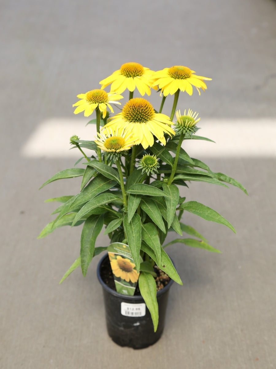 Echinacea Sombrero® 'Lemon Yellow'