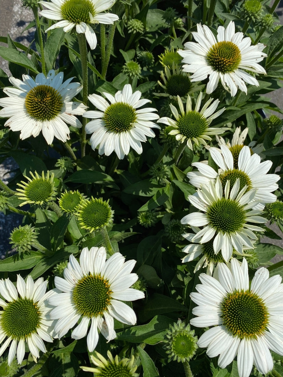 Echinacea Kismet® 'White' 1G