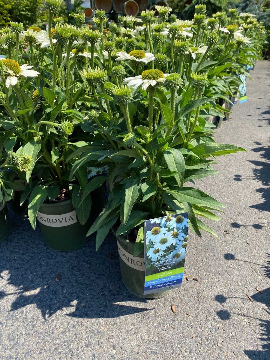 Echinacea Kismet® 'White' 1G
