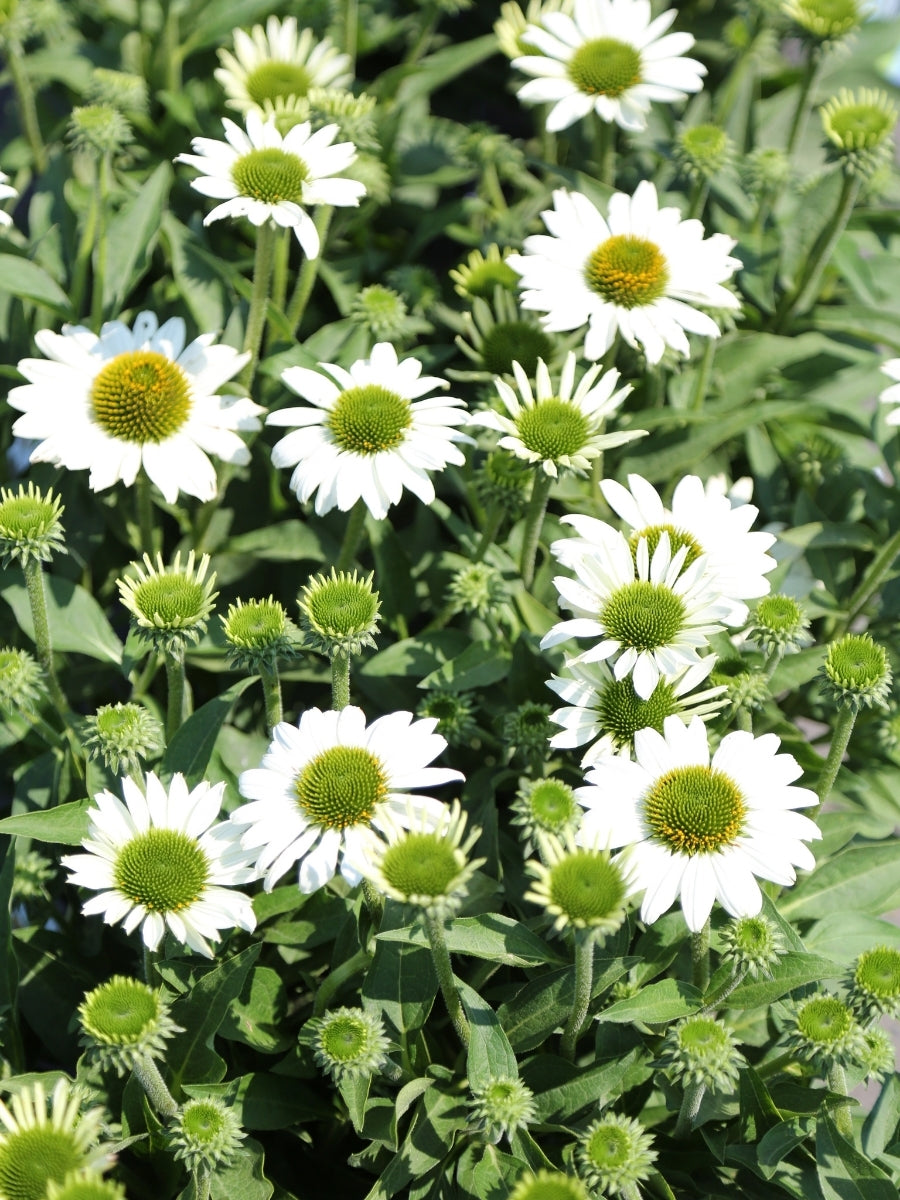 Echinacea Kismet® 'White' 1G