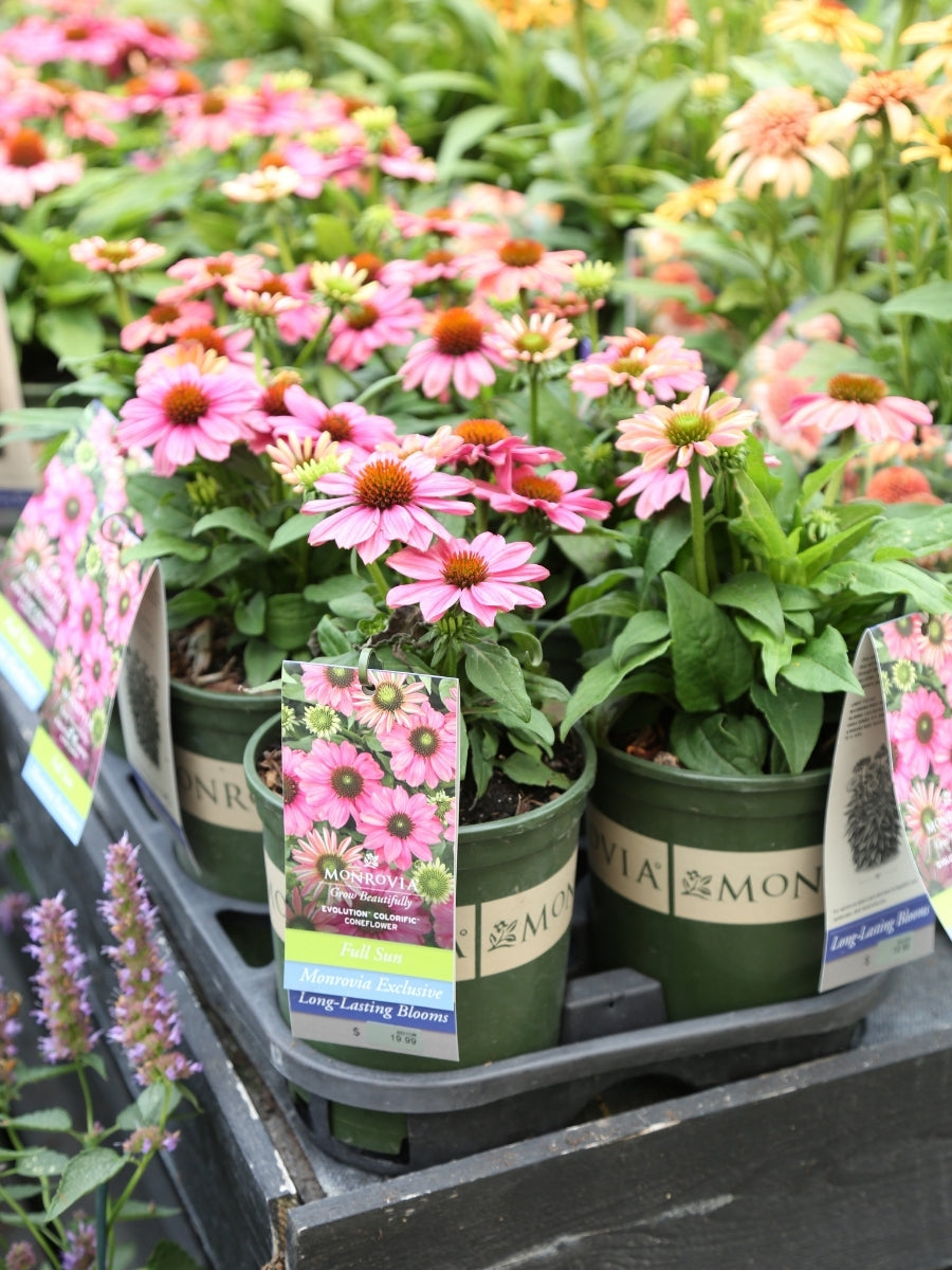 Echinacea Evolution™ Colorific™ 1G