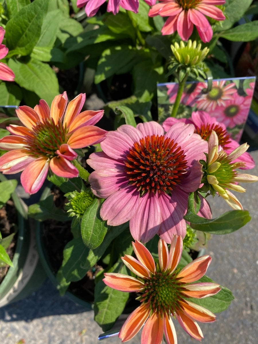 Echinacea Evolution™ Colorific™ 1G