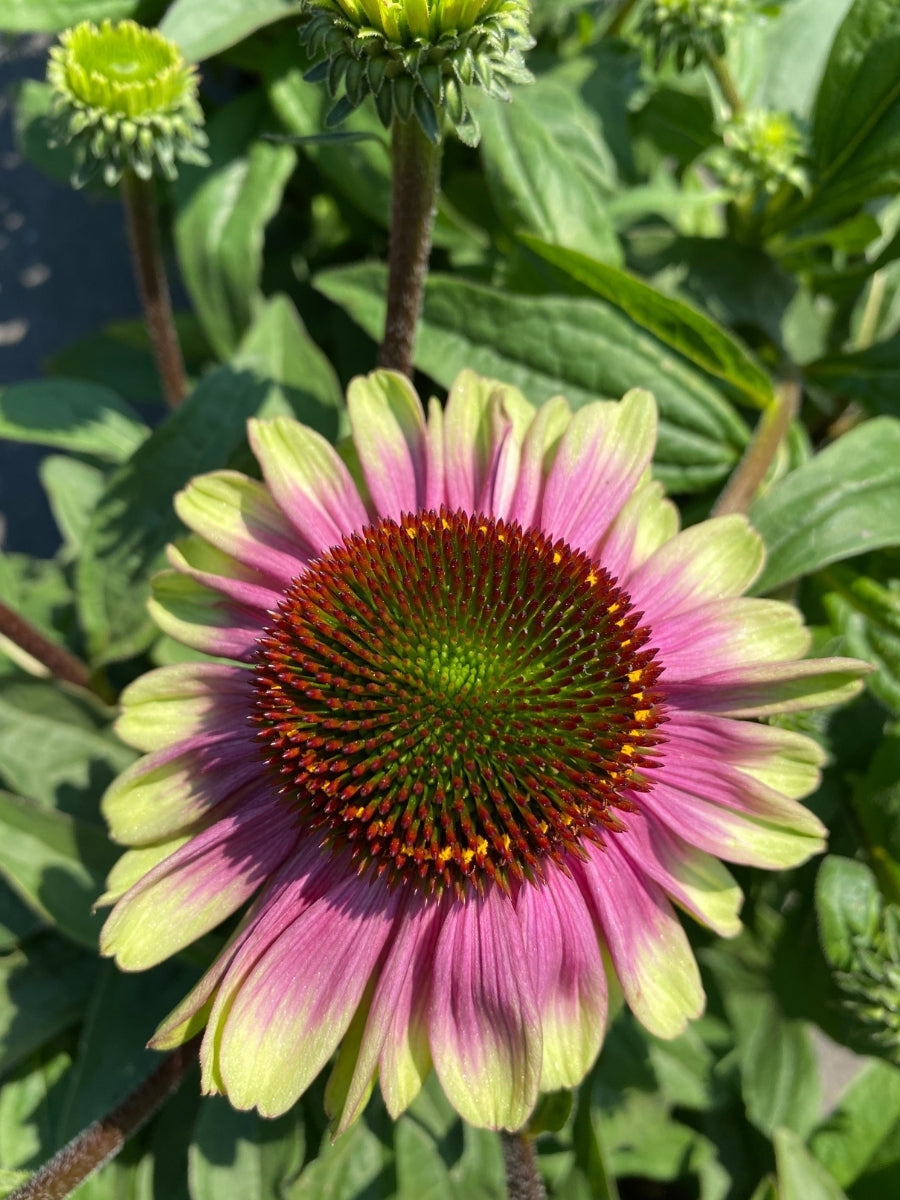 Echinacea 'Sweet Sandia' 1G