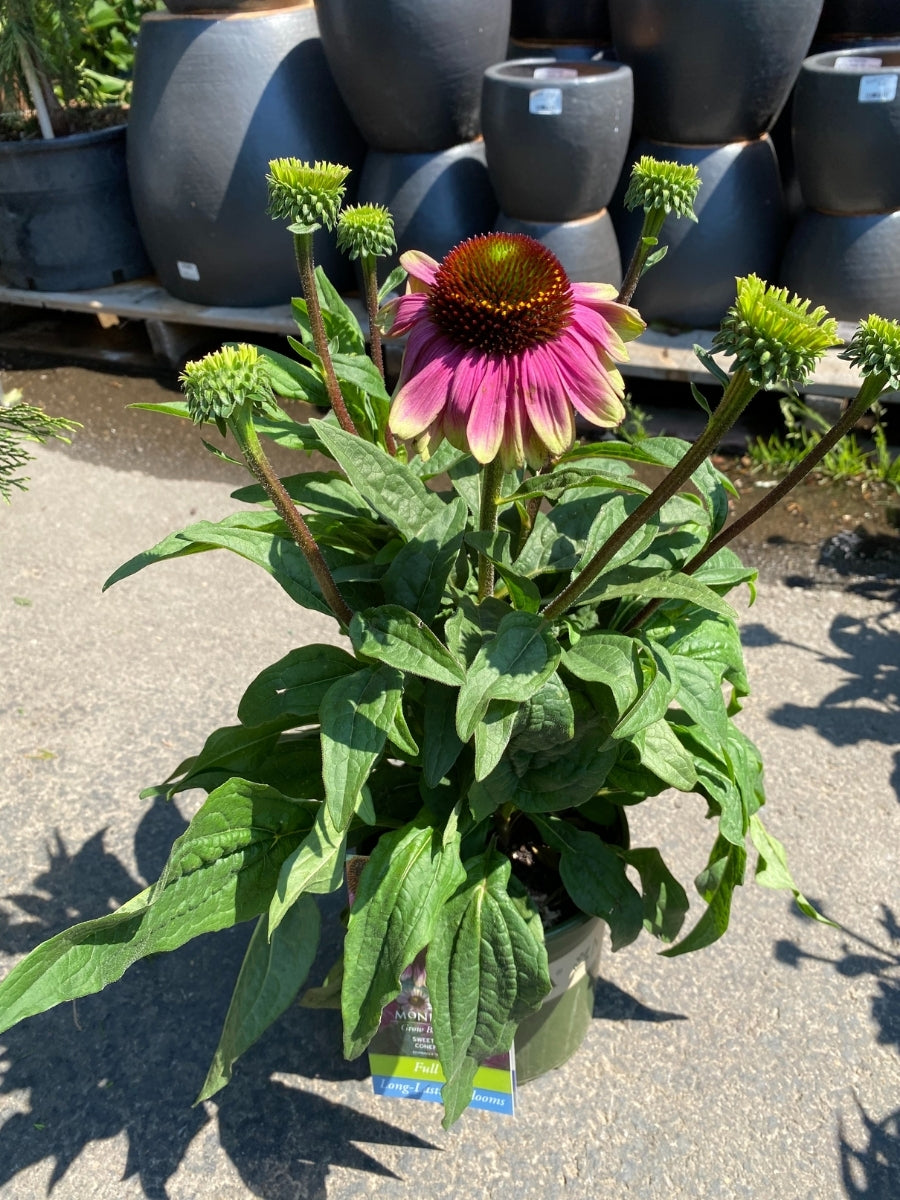 Echinacea 'Sweet Sandia' 1G