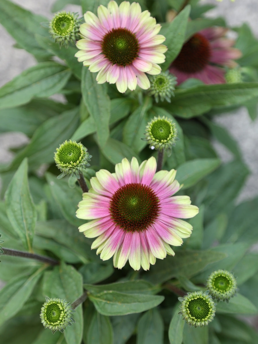 Watson's Greenhouse 