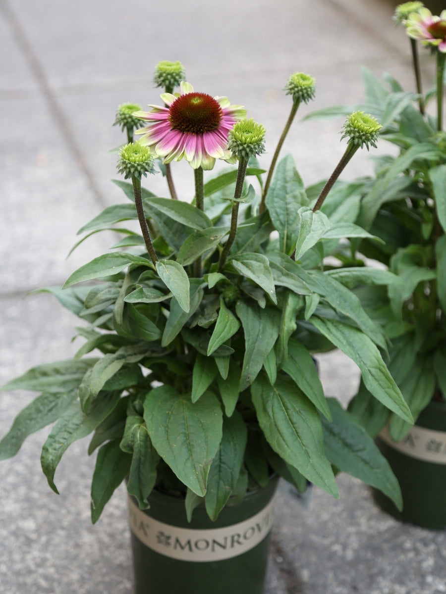 Echinacea 'Sweet Sandia' 1G