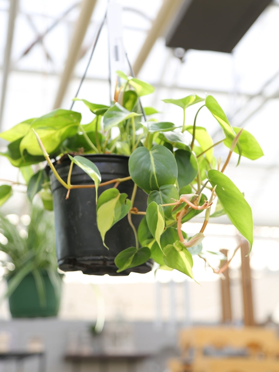 Philodendron 'Brazil' Hanging Basket 8