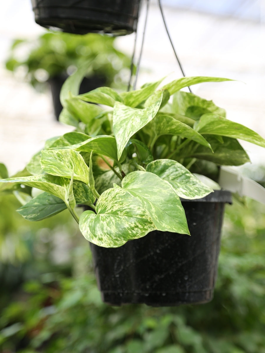 Pothos 'Marble Queen' Hanging Basket 8