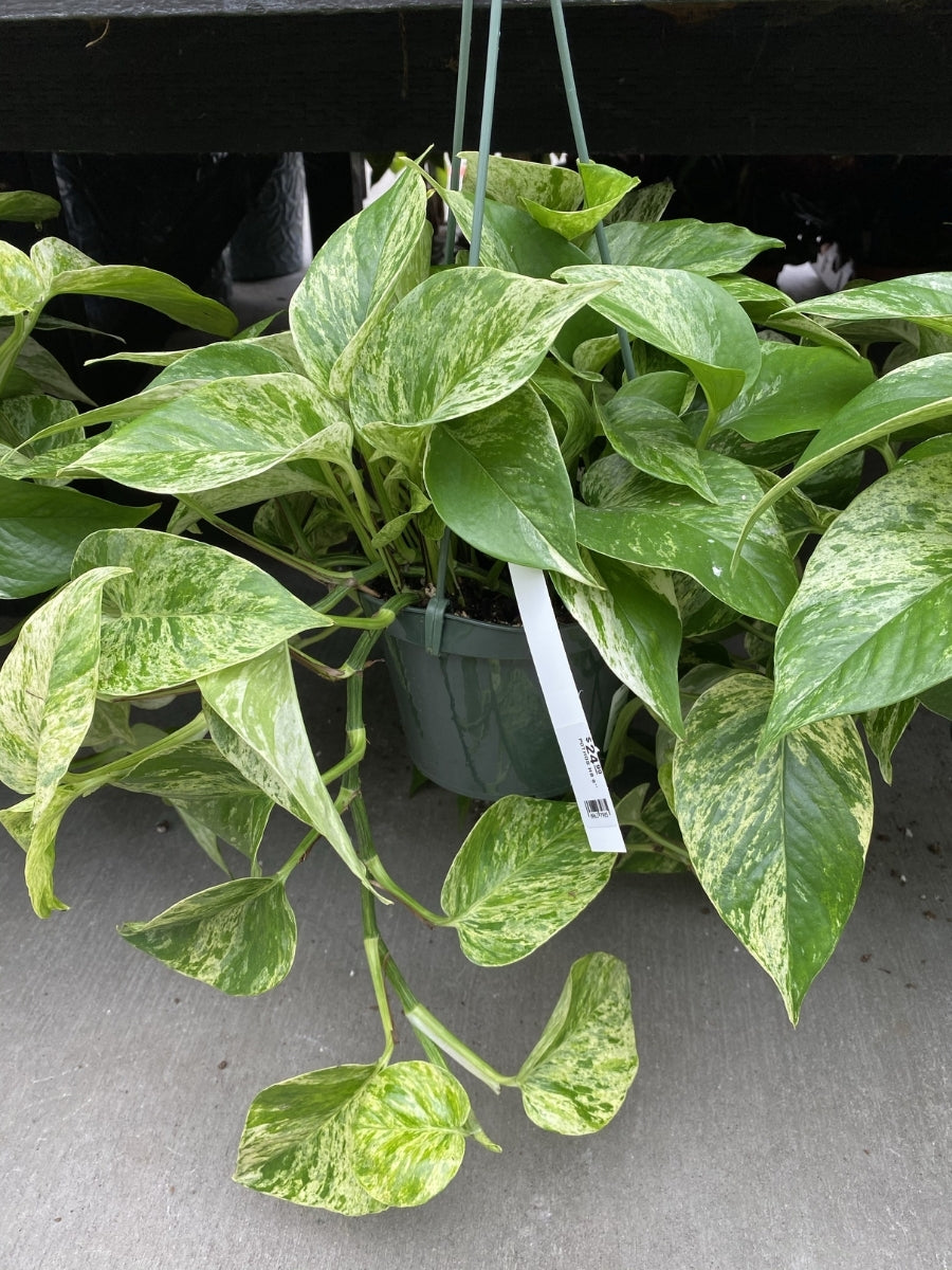 Pothos 'Marble Queen' Hanging Basket 8