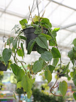 Hanging Basket | Philodendron Cordatum ‘Heart Leaf’ 8”