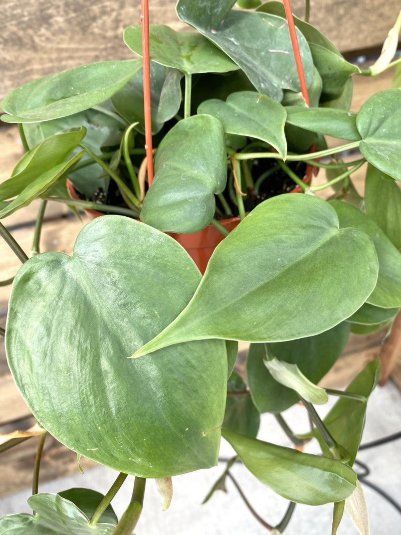 Hanging Basket | Philodendron Cordatum ‘Heart Leaf’ 8”