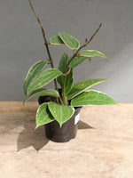 Hoya 'Macrophylla' 4"