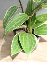 Hoya 'Macrophylla' 4"