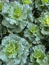 Ornamental Kale Crane™ Ruffle White 1G