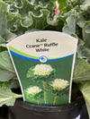 Ornamental Kale Crane™ Ruffle White 1G