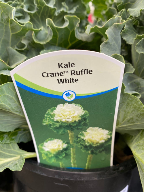 Ornamental Kale Crane™ Ruffle White 1G