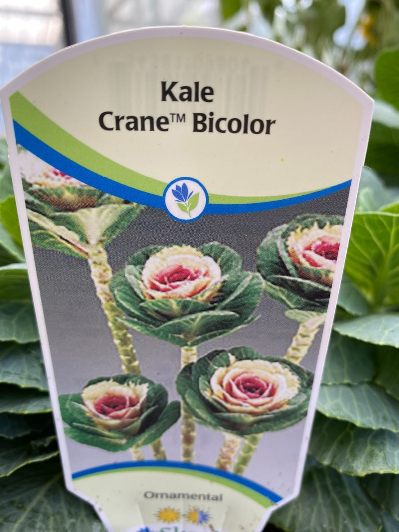 Ornamental Cabbage Crane Bicolor 1G