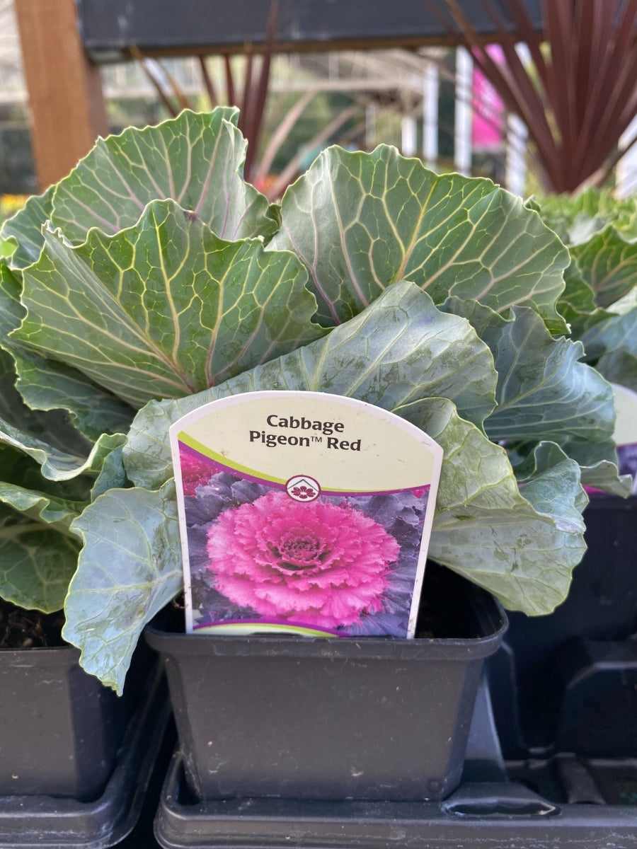 Ornamental Cabbage Pigeon™ Red 4"