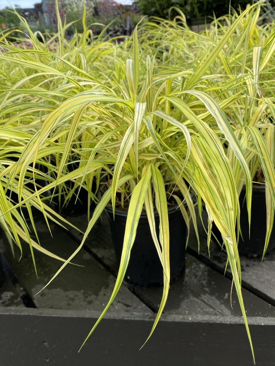 Hakonechloa ‘Aureola’ Golden Japanese Forest Grass