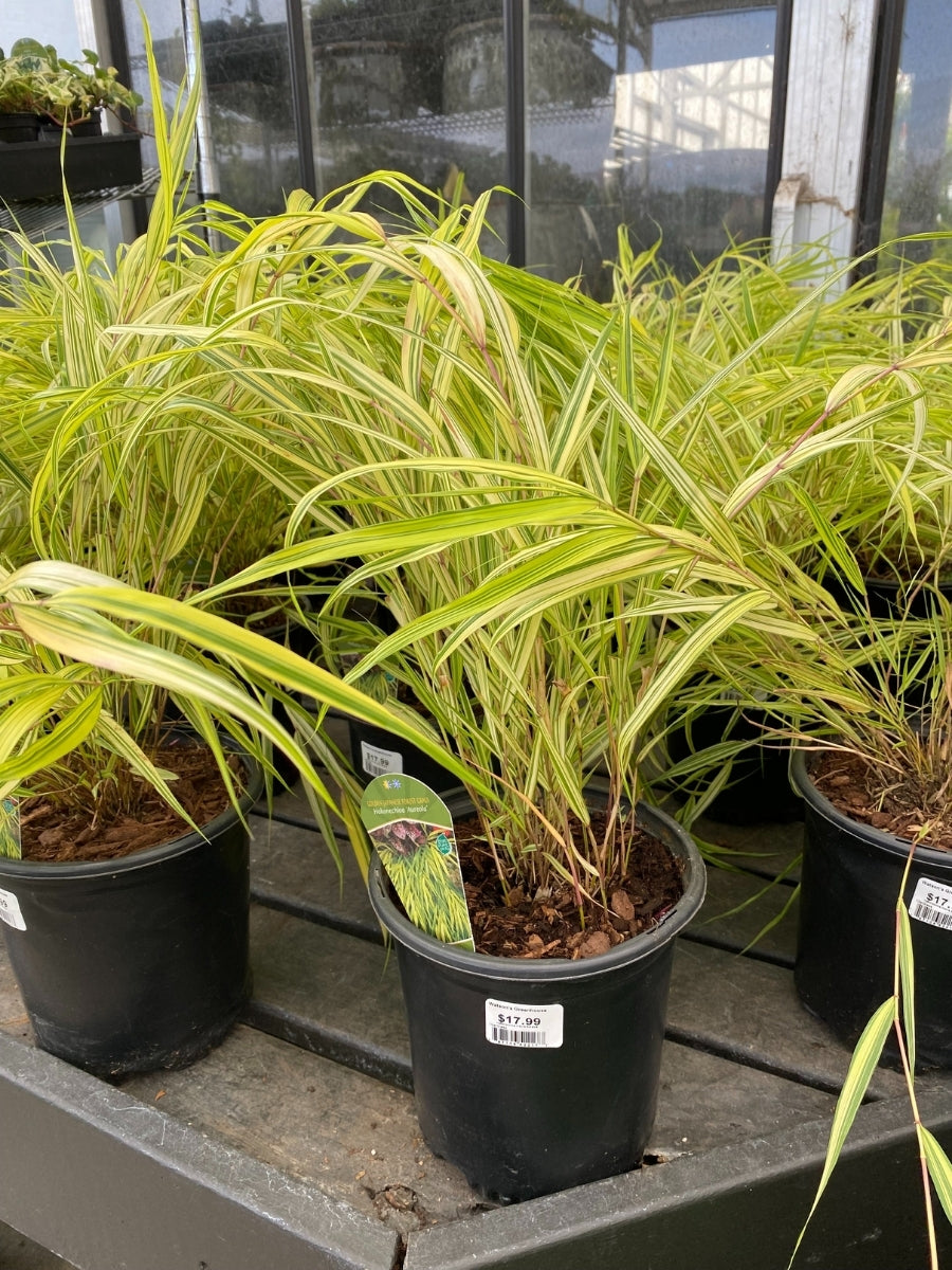 Hakonechloa ‘Aureola’ Golden Japanese Forest Grass