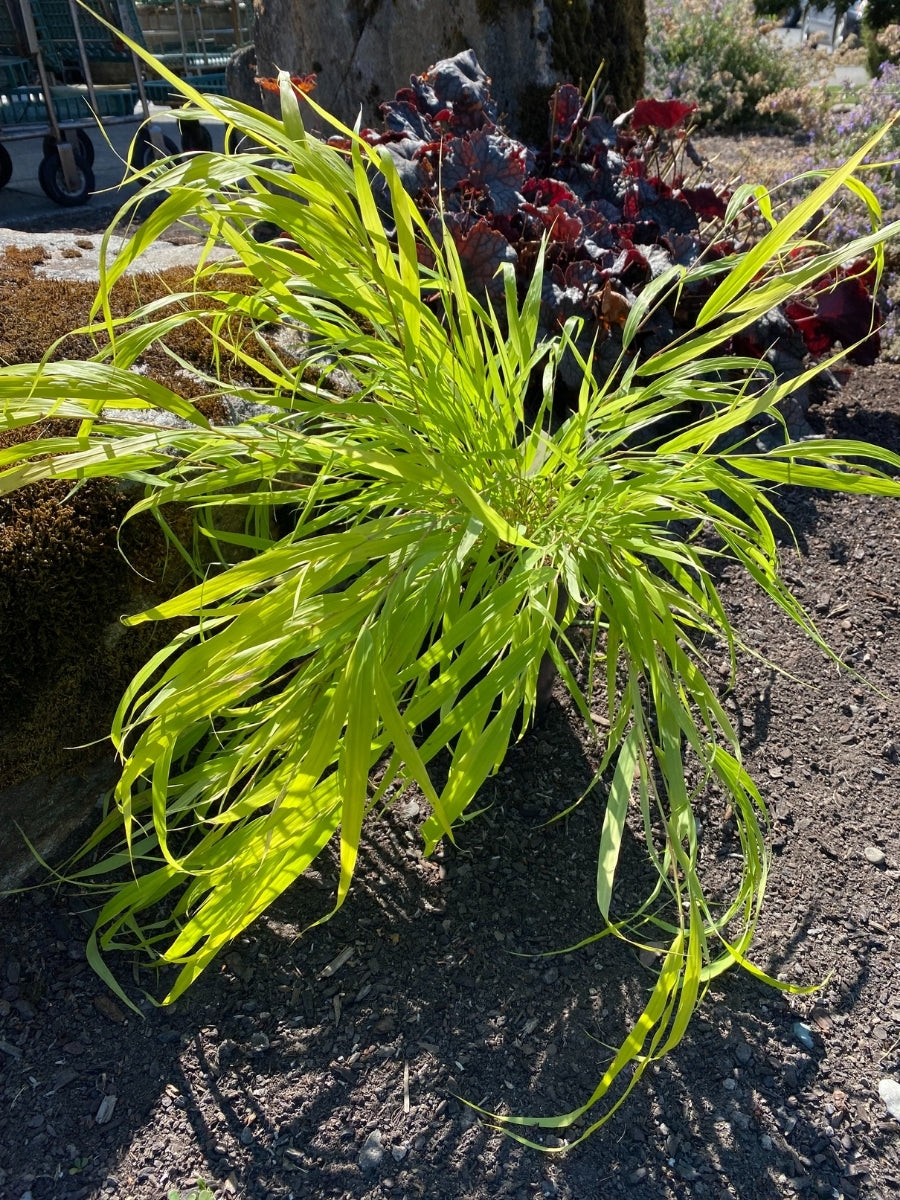 Hakonechloa Japanese Forest Grass ‘All Gold’ 1G