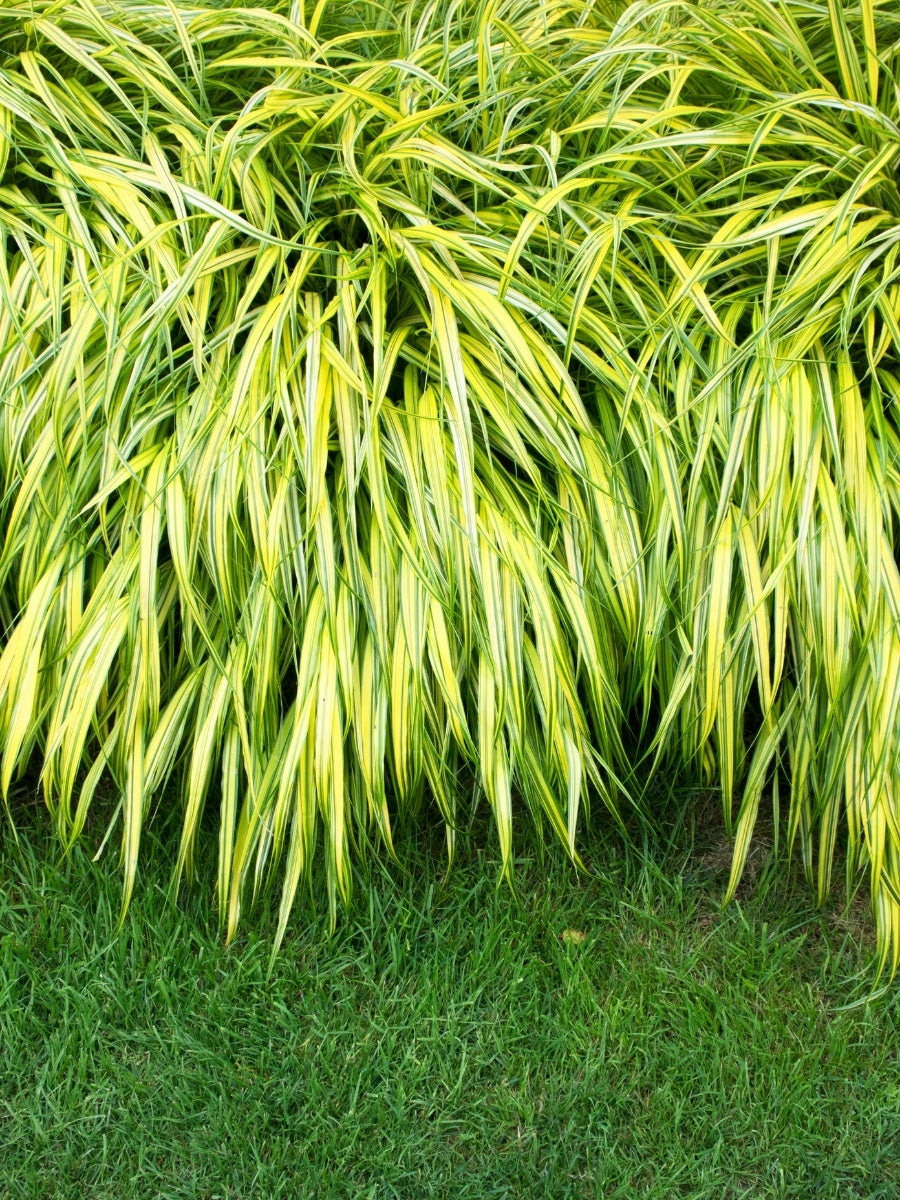 Hakonechloa ‘Aureola’ Golden Japanese Forest Grass