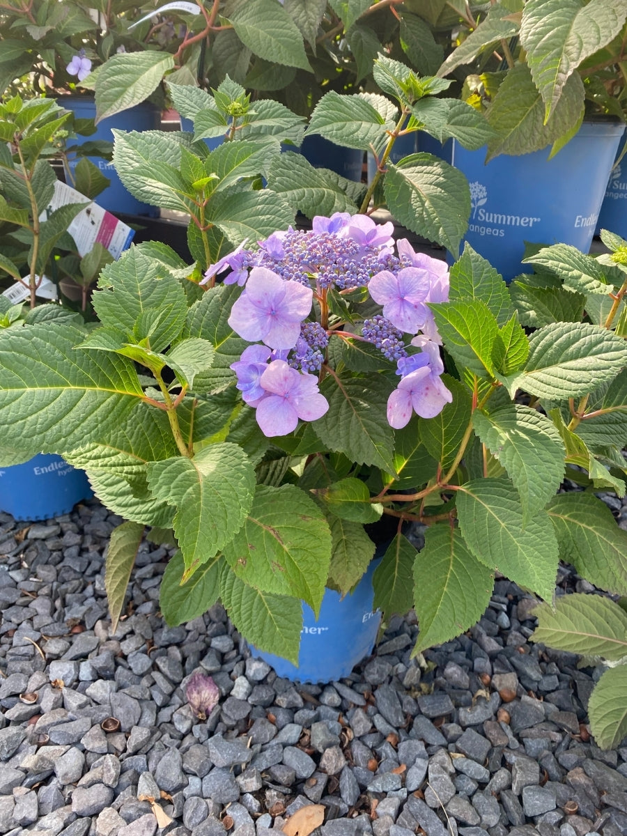 Watson's Greenhouse 