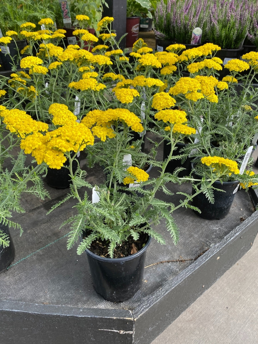 Achillea Yarrow 'Little Moonshine' 1G