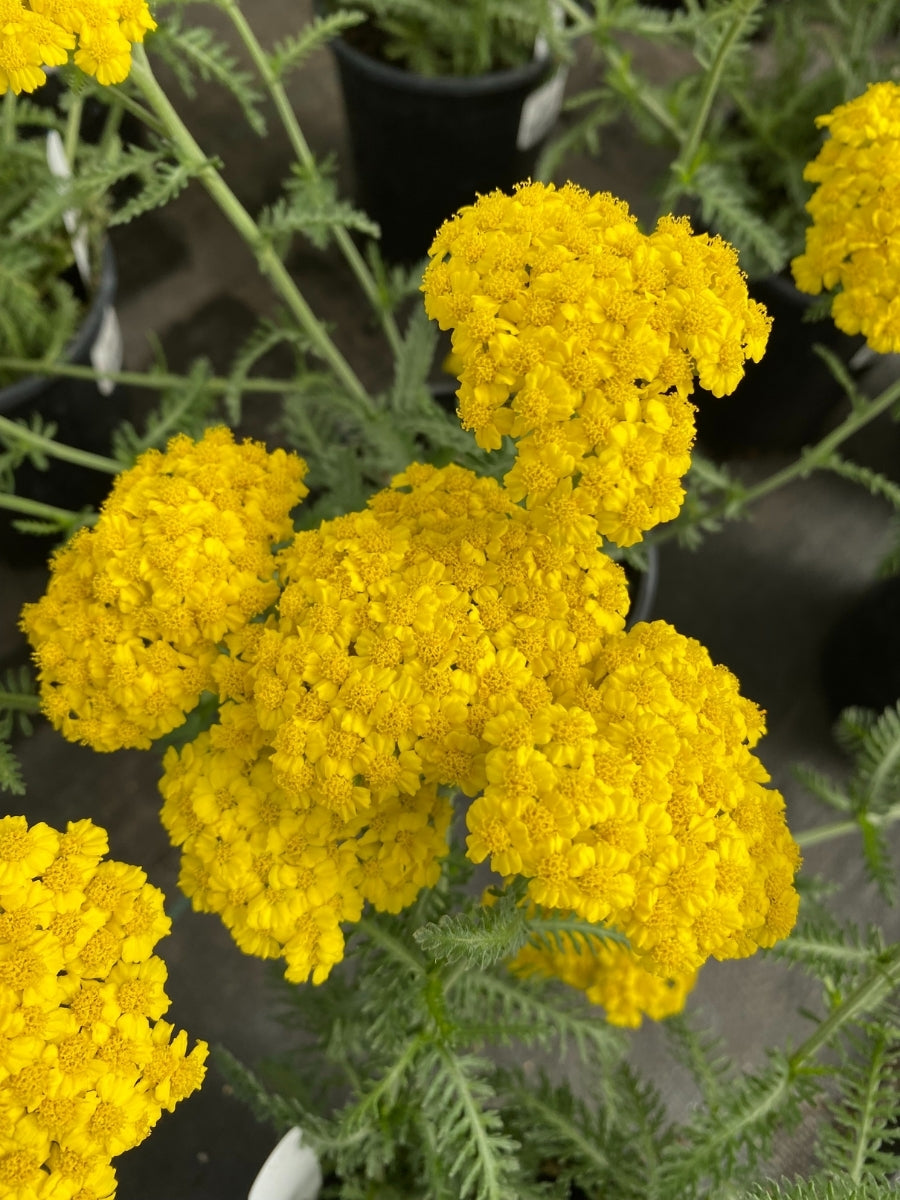 Achillea Yarrow 'Little Moonshine' 1G