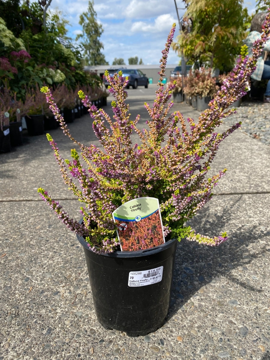 Heather 'Firefly' 1G – Watson's Greenhouse